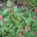 Polygonum amplexicaule 'Caliente' (2)